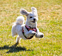 Dog Park