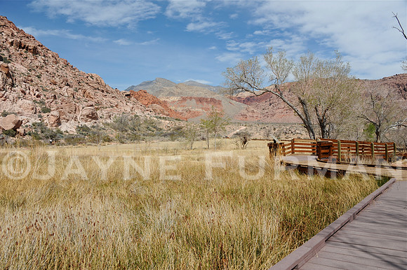 Calico Basin - Red Springs
